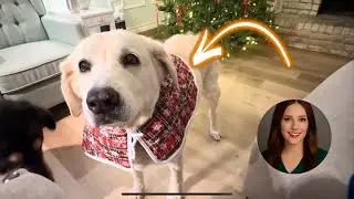 Festive Dog Cape Review 🎄 Cozy, Quick-Dress Christmas Style for Pups