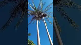 Huasai en Per&uacute; o Aca&iacute; en Brasil. #reels#Shorts