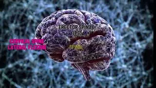 Muscles of Cervical Spine Lateral Flexors