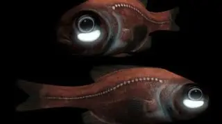 Flashlight Fish Incredible Information |