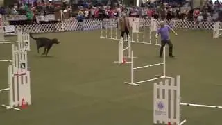 Irish Wolfhound in Agility - Jumpers Agility AKC Agility Invitational 2016