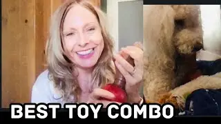 Keep your dog busy for longer
