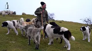 Oile și 12 câini ai fraților Crișan - munții Apuseni | Întâmplări cu LUPI și URȘI | Oaie la ceaun