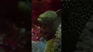 Beautiful Spotted White Mouth Moray Eel, Indonesia