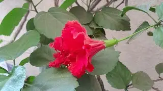 माता जी की कृपा सब पर बनी रहेl जय माता दी 🙏🌺🌟💫❤
