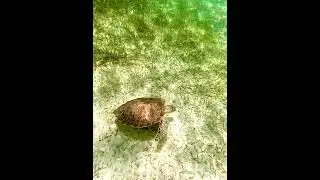 These 2 Sea Turtles are a popular attraction #seaturtle #tortugademar #underseaworld #mundosubmarino
