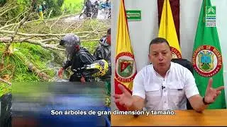 Autoridades atienden emergencia vial por caída de árbol en Cerritos