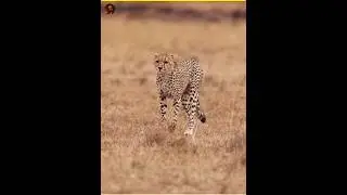 The cheetah is the fastest animal in the world
