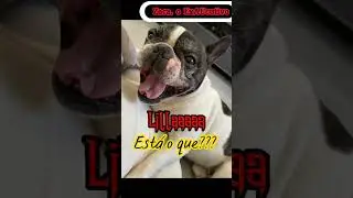 Zaca, o  ExAUcutivo 4| Lilla a  Bebezinha #videodecachorro #humorcrist&atilde;o #choveu #repangalejando
