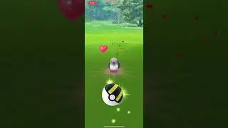 Shiny Pidove in Pokemon Go!