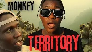 Monkey territory: I almost died recording this discovery