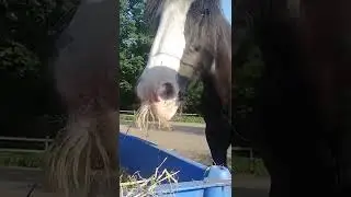 horse with beautiful big mustache