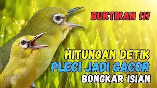 Terapi Pleci Agar Bongkar Materi Pancingan Pleci Cepat Bupa Paruh