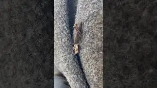 Extremely rare footage, grasshopper eating a moth! #entomology #insect #share