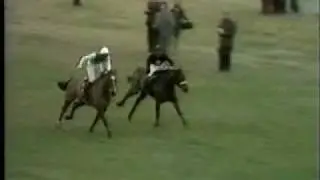 Horse Racing 1973 Hennessy cognac Gold Cup Red Rum
