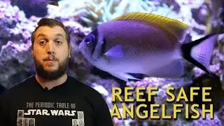 REEF SAFE ANGELFISH!