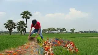 Samfish Awesome Lucky Successful! Catch Halfmoon Betta Fishing KOi Soft -Shelled Turtle Orenda Lake
