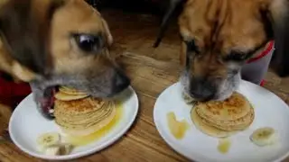 Dogs Eat Pancakes in 20 Seconds!