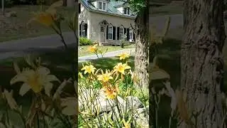 Ver&atilde;o nos EUA #summer #maine #flowers #sunny