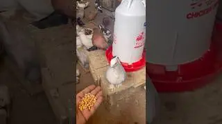 Taming a pigeon to trust you through feeding #pigeon #racingpigeon #bird #birds