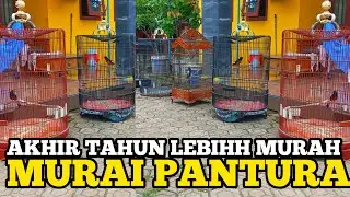 AKHIR TAHUN PANTURA ‼️ HARGA BURUNG MURAI BATU TERBARU 