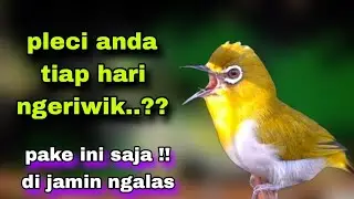 Suara Pleci Buxtoni Belajar Ngalas Di Jamin Ampuh Buat Pancingan