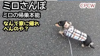 【CPCW】ミロさんぽと帰巣本能