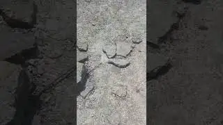 walking on the moon 🌙