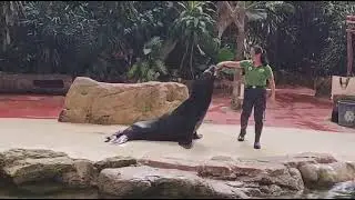 Singapore tour, Zoo Shaw Amphitheater Show 2025