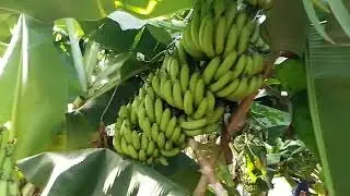 high yield takening jaffna banana farmers / ඉහළ අස්වැන්නක් ලබා ගන්නා යාපනය කෙසෙල් ගොවීන්