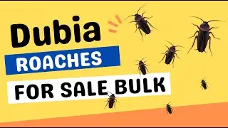 Dubia Roaches For Sale | Dubia Roaches Bulk