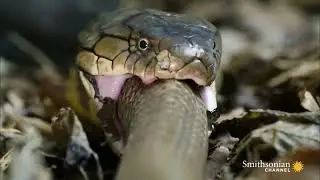 the cobra snake