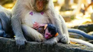 You Won't Believe Her Reaction: A Poor Mom Monkey Meets Her Newborn | FULL VIDEO