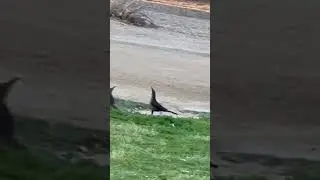 Birds clashes each other in chasing an insect