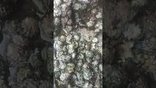 Talaba