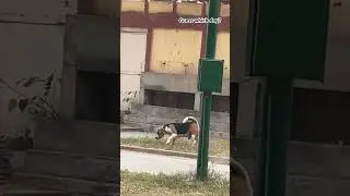 #dog #morning #time #enjoying #india #garden #animallover #vlogger #1million #2k #subscribe #trend