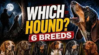 6 Coonhound Breeds Explained — Speed, Nose & the Loudest Bay!