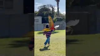 Playing with my macaw 🦜 ❤️ #macaw #flying #play #animalshorts
