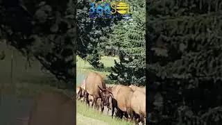 Elk Sighting too many Elks in this herd in Estes Park, CO, USA | Wildlife Sightings #estespark