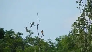 Птицы золотистые щурки (Merops apiaster)