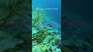 Aquatic plants facts #shorts #facts #ocean #nature #underwater