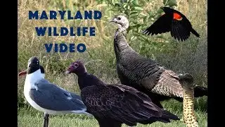 Maryland Wildlife Video #1
