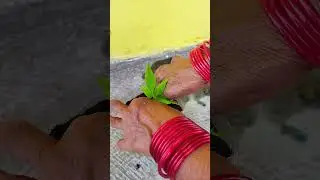 Transplanting balsam plant in a plastic container | Impatiens balsamina