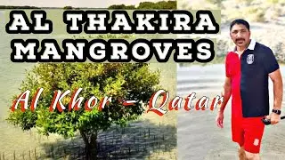 Al Thakira Mangroves Forest Beach | Tourist Place in Qatar  | Al Khor Beach | English Vlog