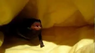 Gould's Wattled Bat with Microbat Pouches made by Megan Churches.   Adelaide Bat Care and Miss Lilly