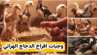 خانات تربية افراخ 🐣 الدجاج الهراهتي