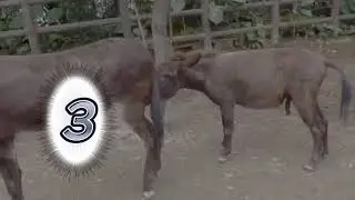 failed donkey mating attempts /2023