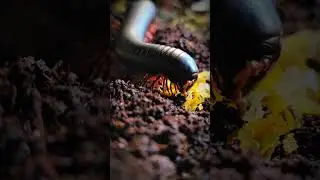 Morphix in Fast Forward 🐛⚡ | Millipede Leg Power#GiantMillipede #InvertebrateLife #Laurarium