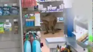 Injured kangaroo hops into airport pharmacy