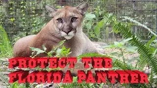 Draw My Life:  Protect Our Florida Panthers